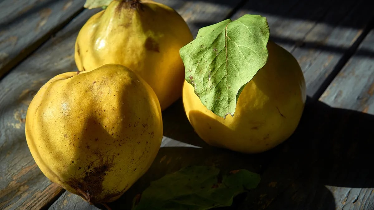 Three ripe quince fruits with leaves on a textured wooden surface in sunlight.